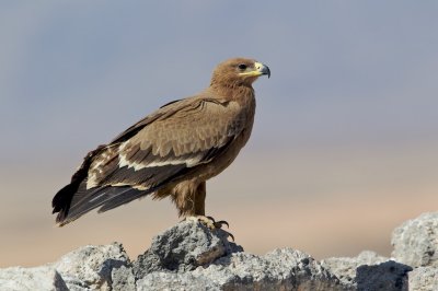 Steppearend/Steppe-eagle