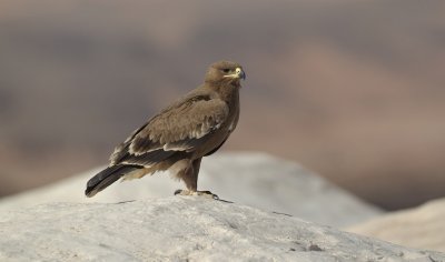 Steppearend/Steppe-eagle