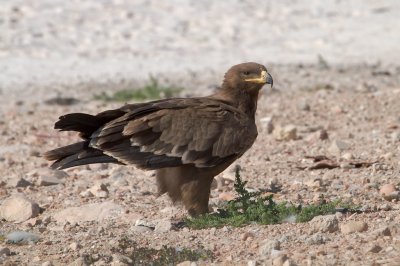 Steppearend/Steppe-eagle