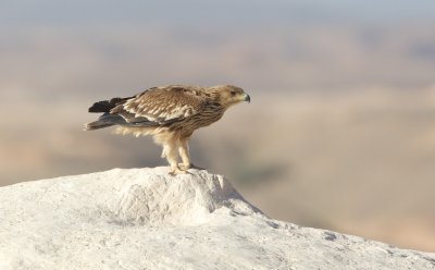 Keizerarend/Imperial Eagle