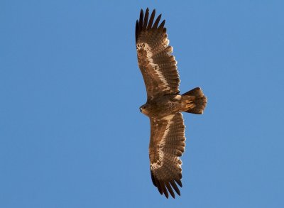 Steppearend/Steppe-eagle