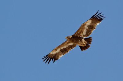 Steppearend/Steppe-eagle