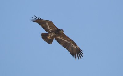 Steppearend/Steppe-eagle