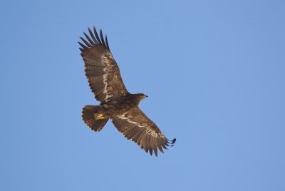 Steppearend/Steppe-eagle