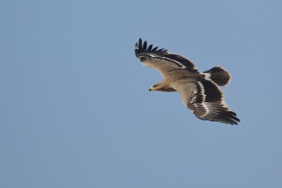 Steppearend/Steppe-eagle