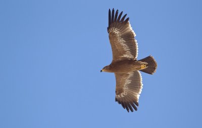 Steppearend/Steppe-eagle