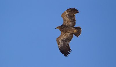 Steppearend/Steppe-eagle