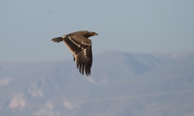 Steppearend/Steppe-eagle