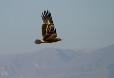 Steppearend/Steppe-eagle