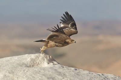 Keizerarend/Imperial Eagle