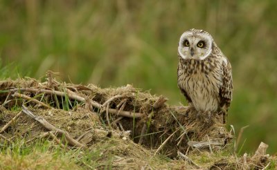 Velduil/Short-eared Owl