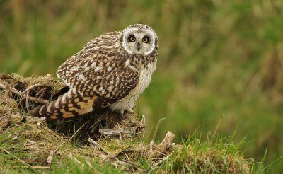 Velduil/Short-eared Owl