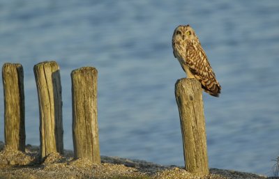 Velduil/Short-eared Owl
