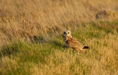 Velduil/Short-eared Owl