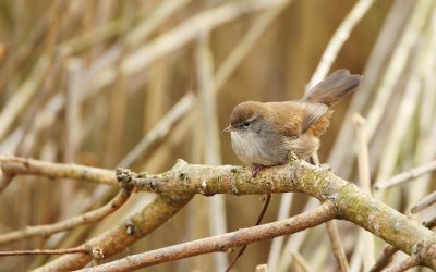 Cetti's Zanger/Cetti's Warbler