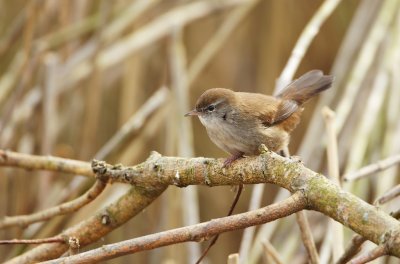 Cetti's Zanger/Cetti's Warbler