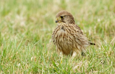 Torenvalk/Kestrel