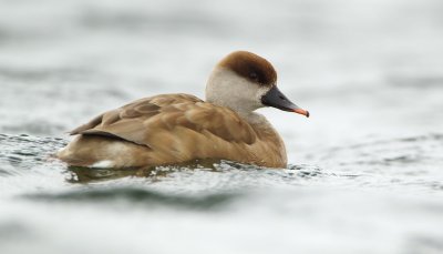 Krooneend/Red-crested Pochard