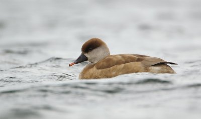 Krooneend/Red-crested Pochard