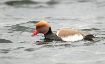 Krooneend/Red-crested Pochard