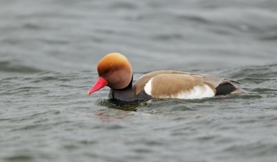 Krooneend/Red-crested Pochard
