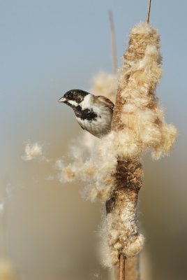 Rietgors/Reed Bunting