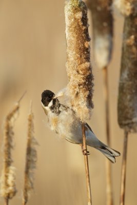Rietgors/Reed Bunting