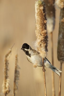 Rietgors/Reed Bunting