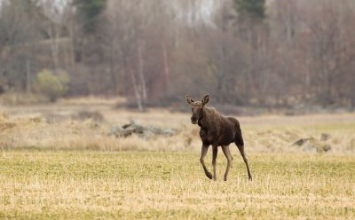 Eland/Moose