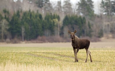 Eland/Moose