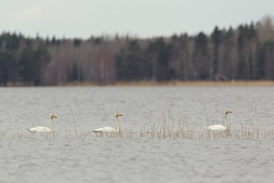 Wilde Zwaan/Whooper Swan