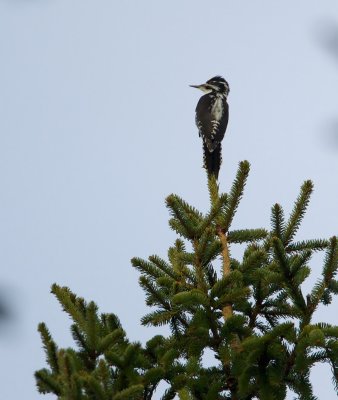 Drieteenspecht/Three-toed Woodpecker