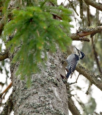 Drieteenspecht/Three-toed Woodpecker