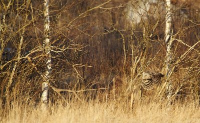 Oeraluil/Ural Owl