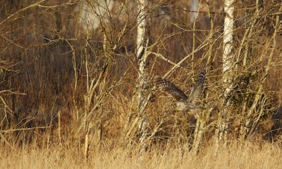 Oeraluil/Ural Owl