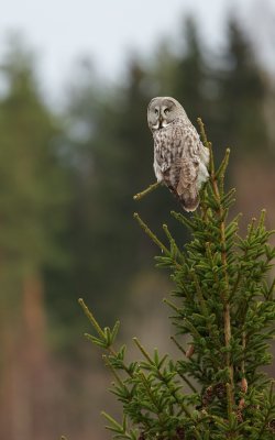 Laplanduil/Great Grey Owl