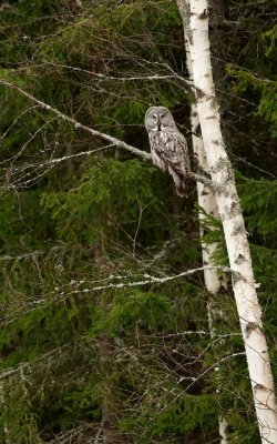 Laplanduil/Great Grey Owl