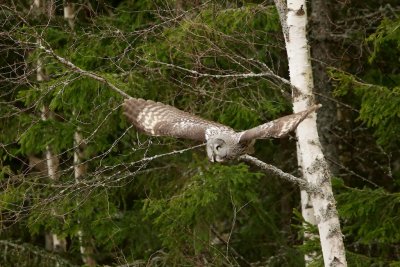 Laplanduil/Great Grey Owl