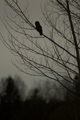 Laplanduil/Great Grey Owl