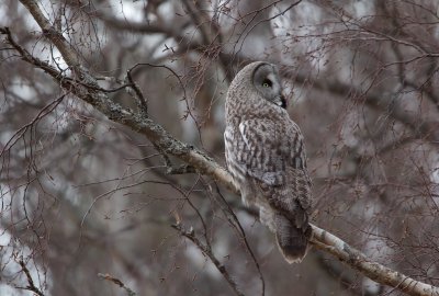Laplanduil/Great Grey Owl