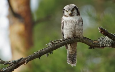Sperweruil/Hawk Owl