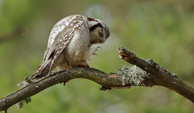 Sperweruil/Hawk Owl