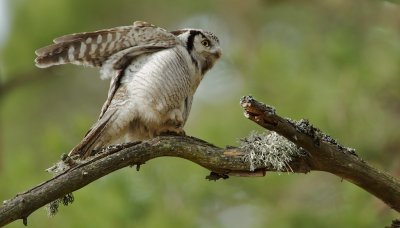Sperweruil/Hawk Owl