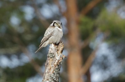 Sperweruil/Hawk Owl