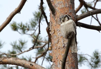 Sperweruil/Hawk Owl