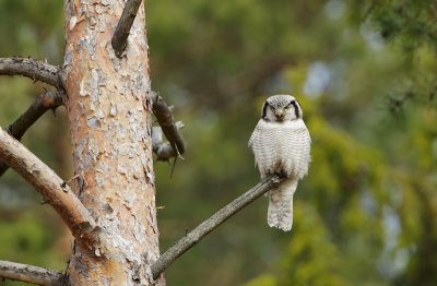 Sperweruil/Hawk Owl