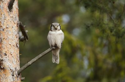 Sperweruil/Hawk Owl