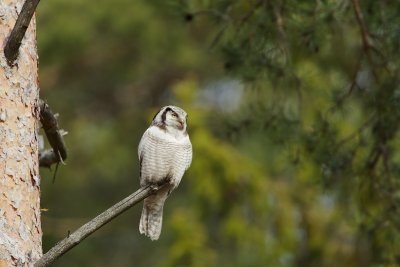 Sperweruil/Hawk Owl