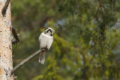 Sperweruil/Hawk Owl