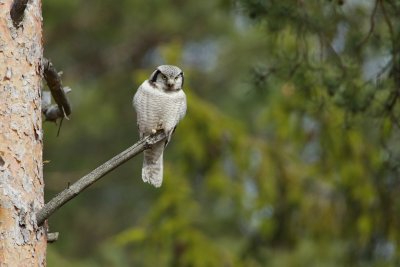 Sperweruil/Hawk Owl